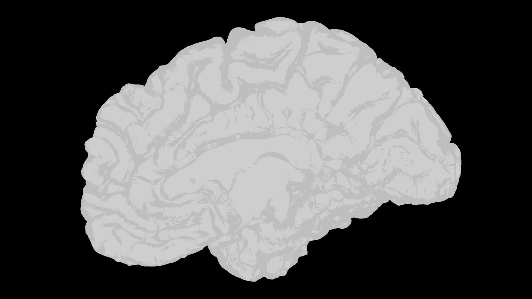 a white brain on a black background